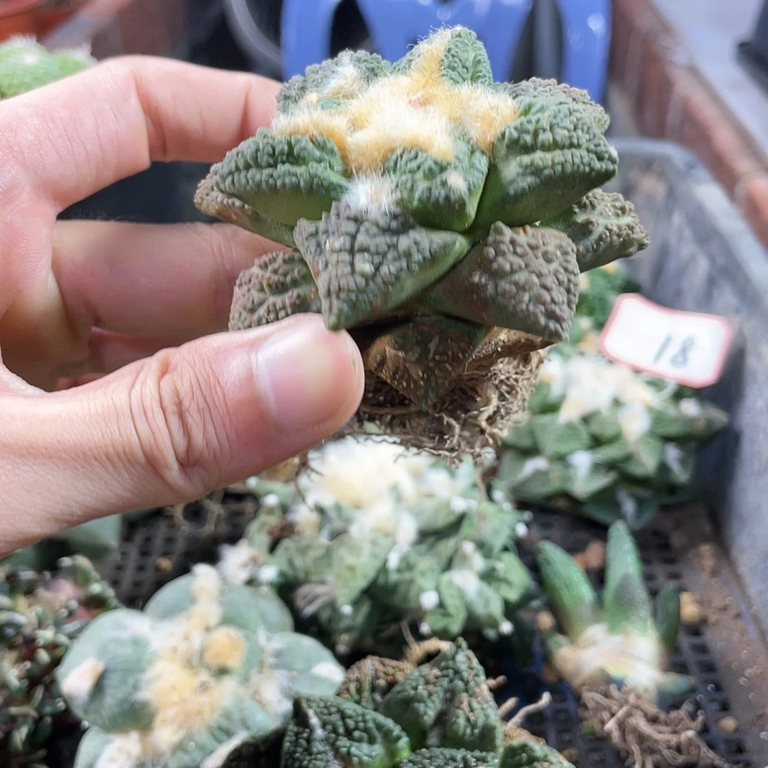 28号自根龟甲牡丹萝卜根