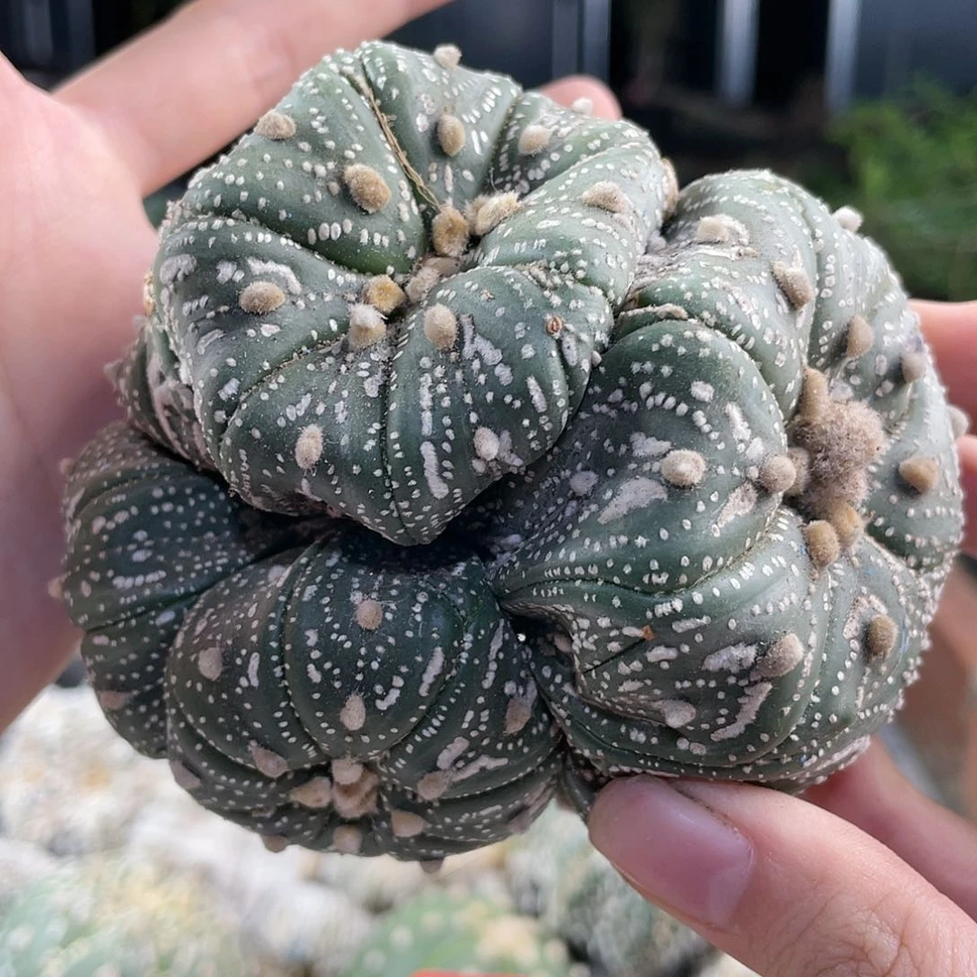 35号福利多头兜自根