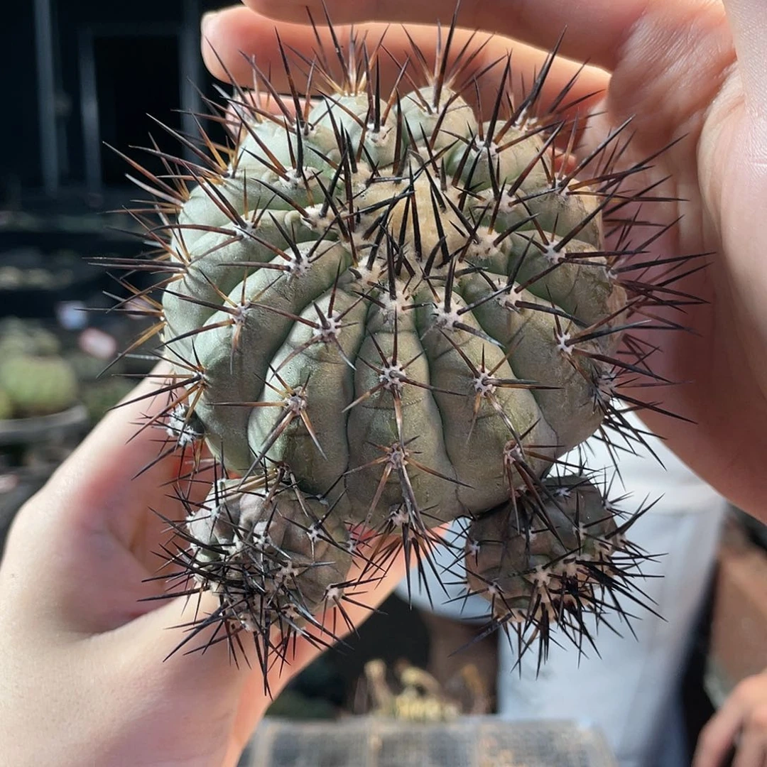 36号8cm苗接黑王丸带侧芽无根