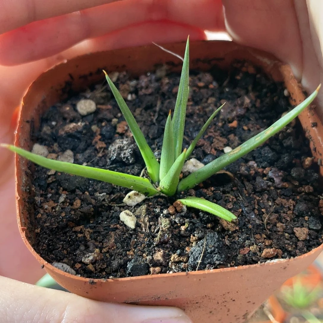 棉花糖龙舌兰有根福利