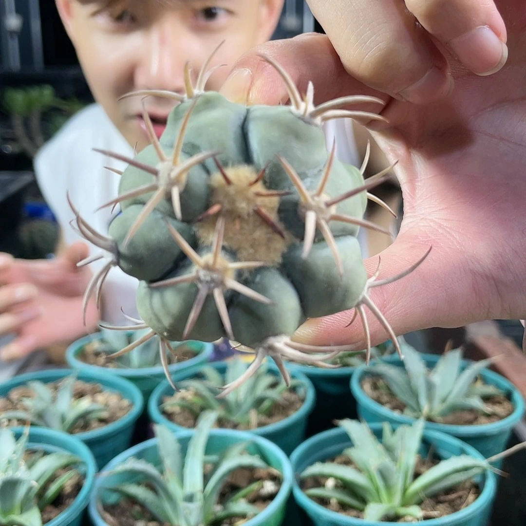 4号自根平丸自根