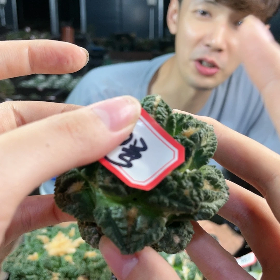 20号6cm辛顿牡丹无根