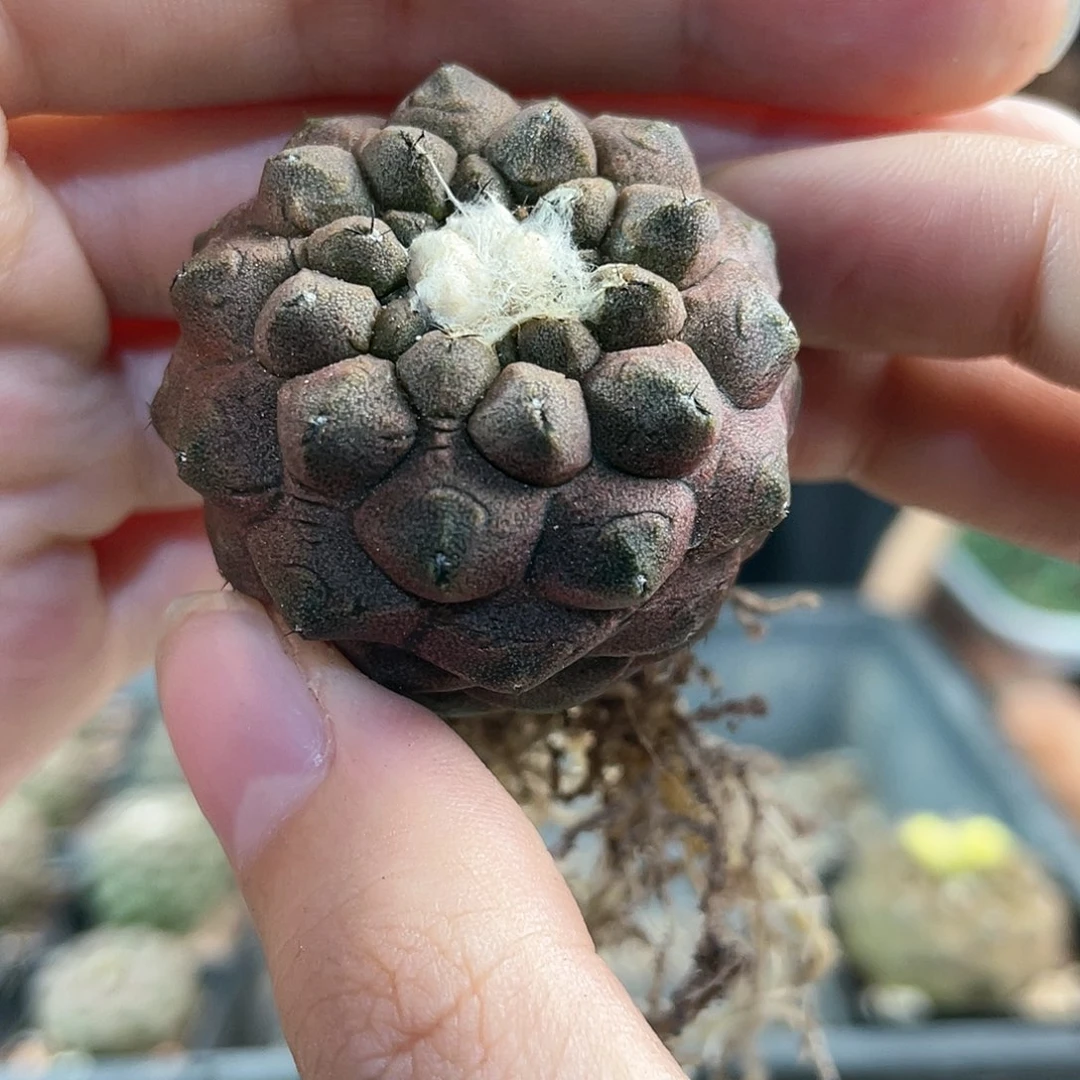 3.5cm实生蜥蜴皮萝卜根