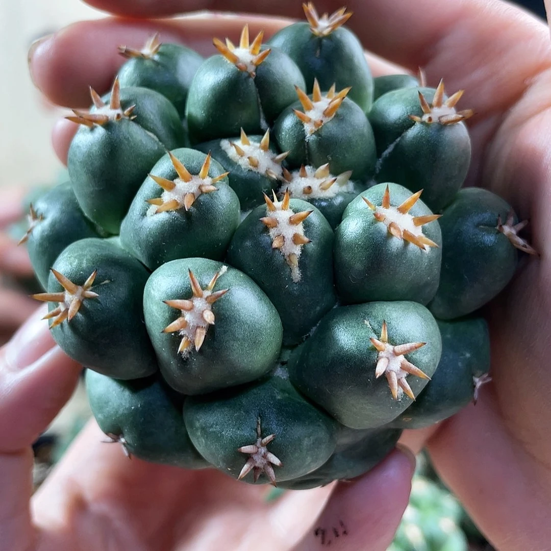 7cm自根短毫刺象牙