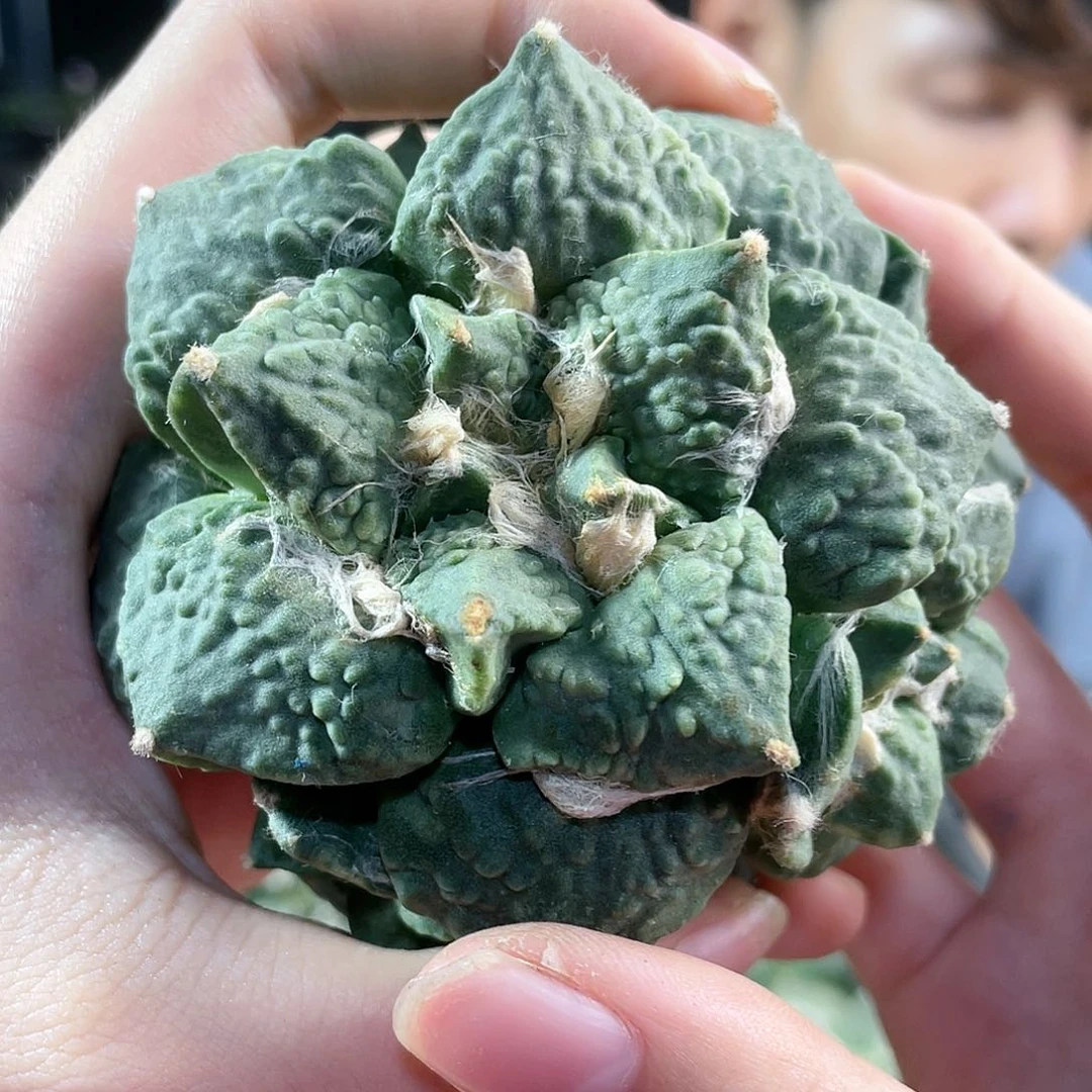 8cm满怒好好怒涛无根