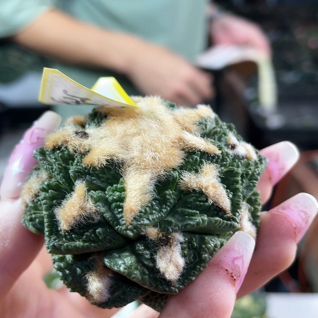 38号福利辛顿牡丹