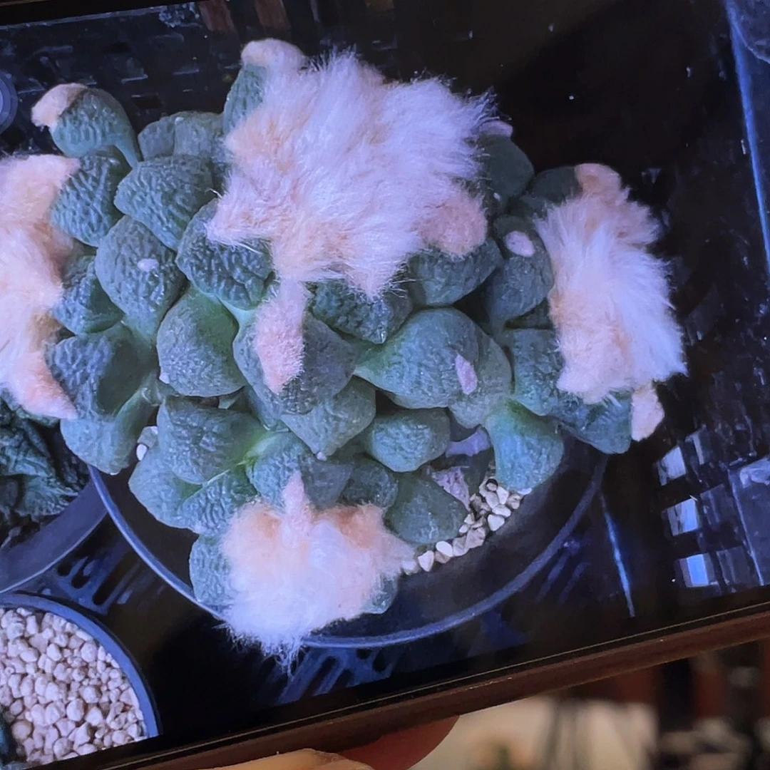 ?****?实生多头连山牡丹