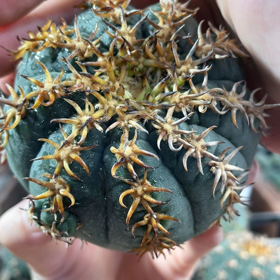 8cm无根曲刺猫爪