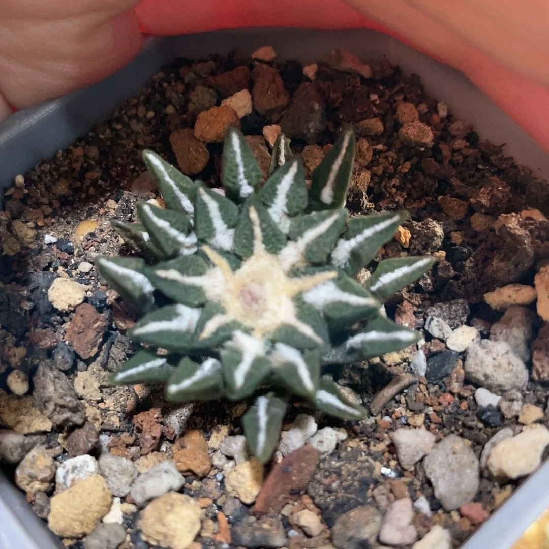 2.8cm实生黑牡丹萝卜根