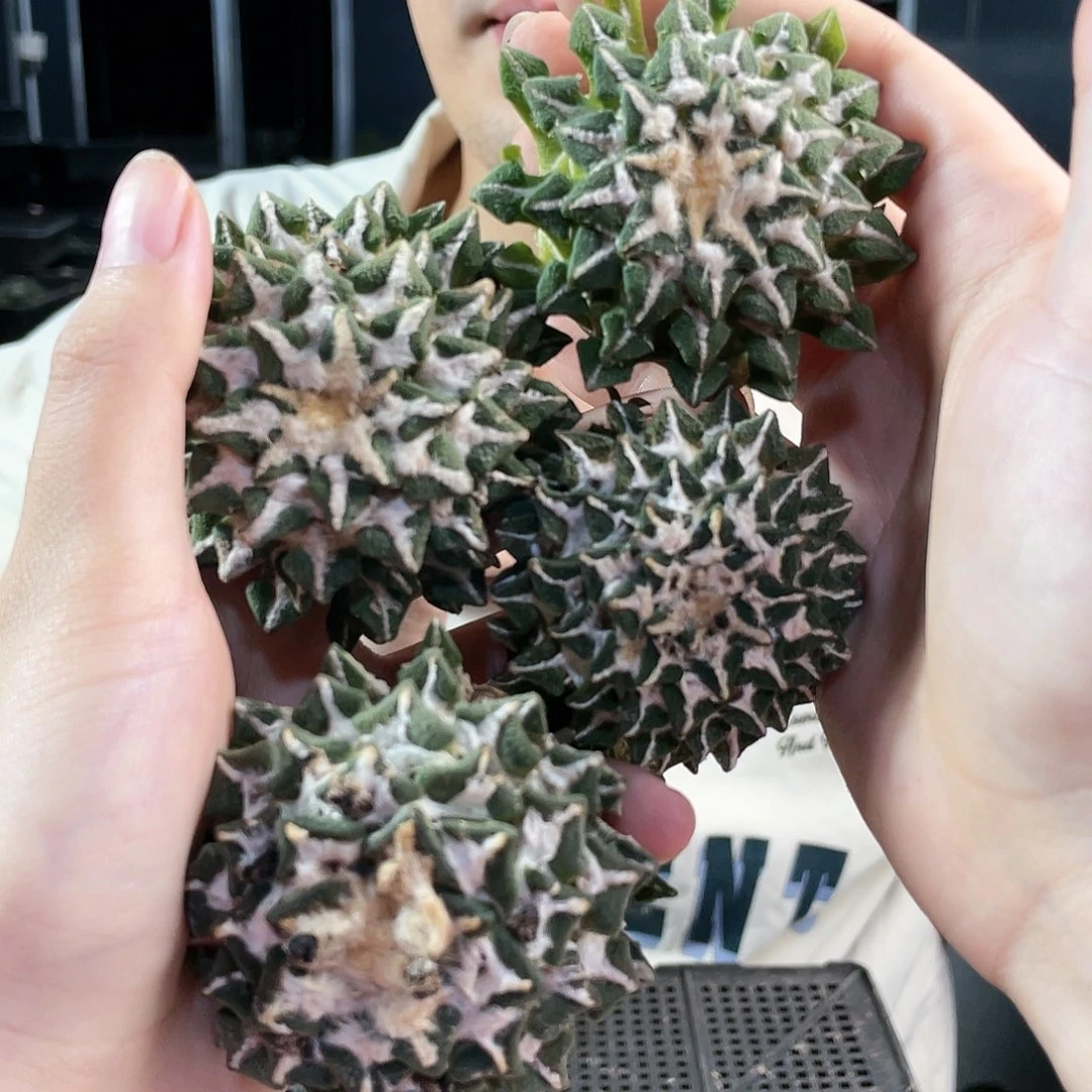 5.5cm自根大肚黑牡丹萝卜根一颗
