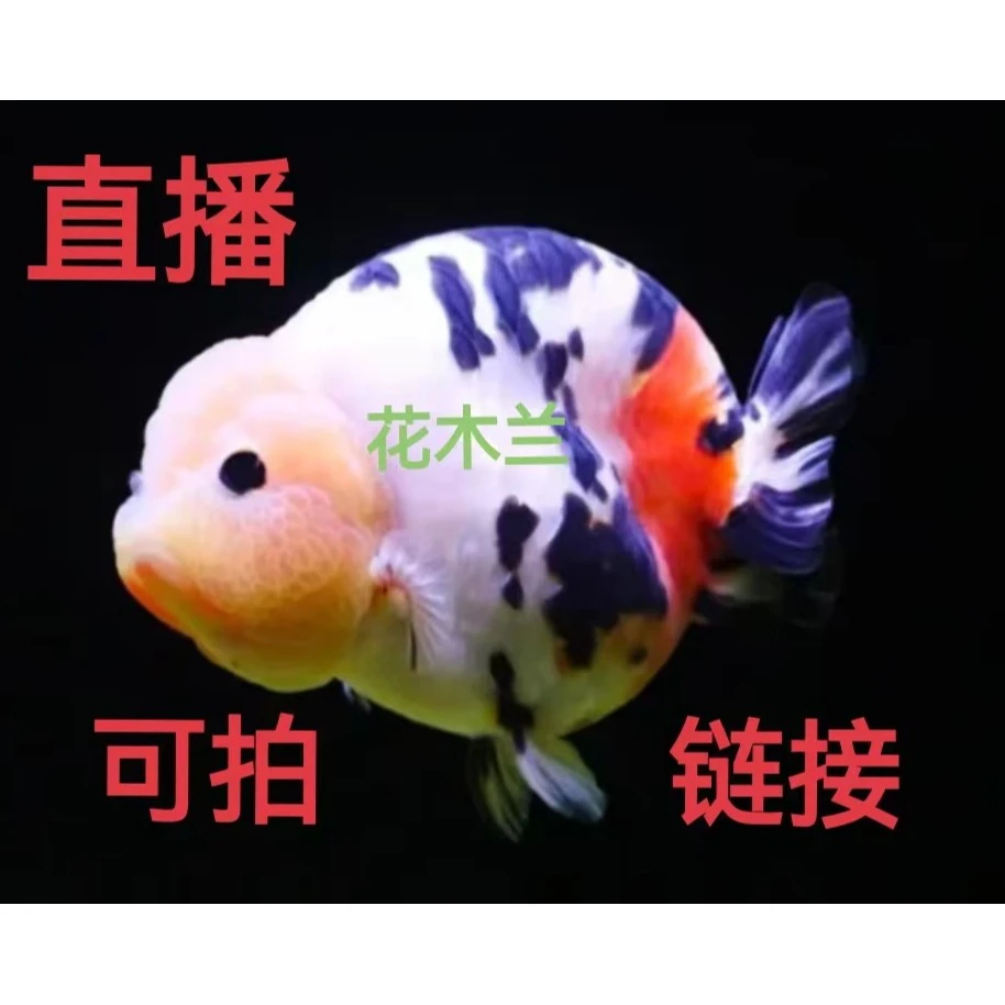 【抖音兰寿专区】178观赏鱼金鱼任选3条长沙兰寿包邮抖音专区
