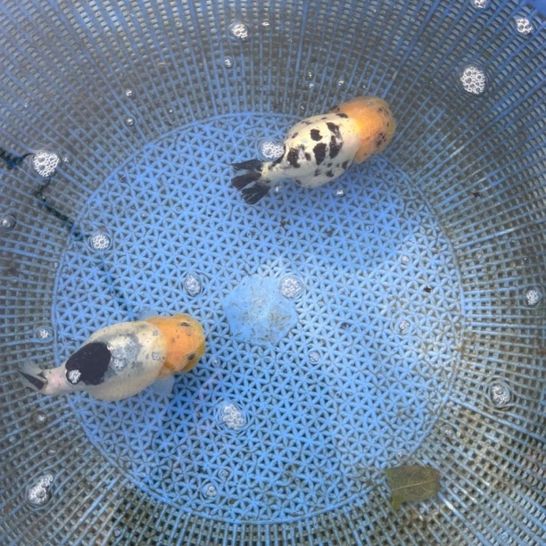 湖南兰寿观赏鱼水墨一对长沙鱼场直发包邮包活包损