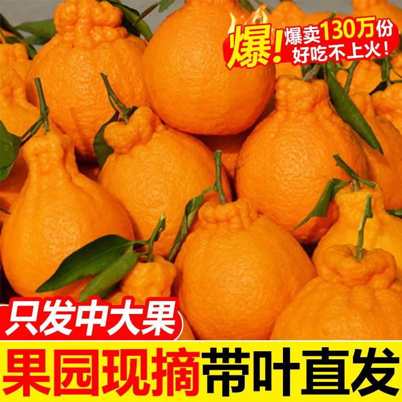 四川丑橘不知火橘子桔子柑橘丑桔3/5/9斤装丑柑水果新鲜多汁