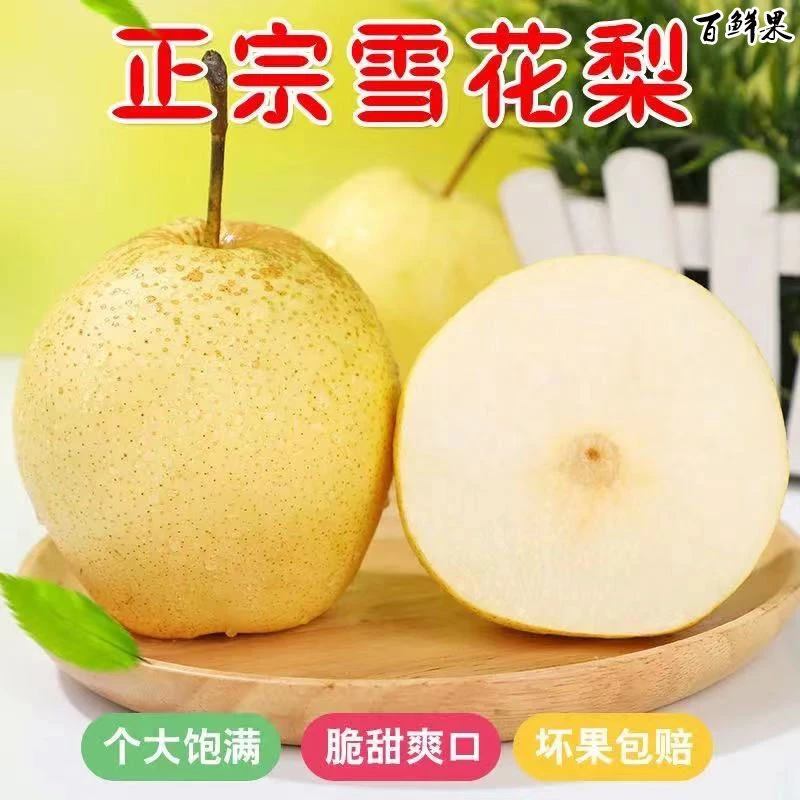 河北雪梨正宗大雪花梨新鲜冰糖雪梨皇冠梨梨子应季水果1-10斤批发