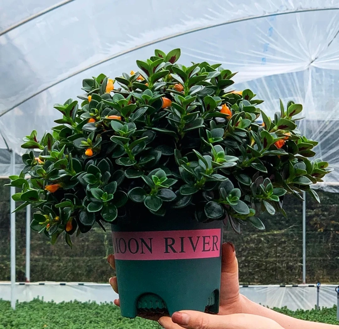 金鱼吊兰年年有余正常庭院生长绿植花卉好养易活常青养护简单遮阴