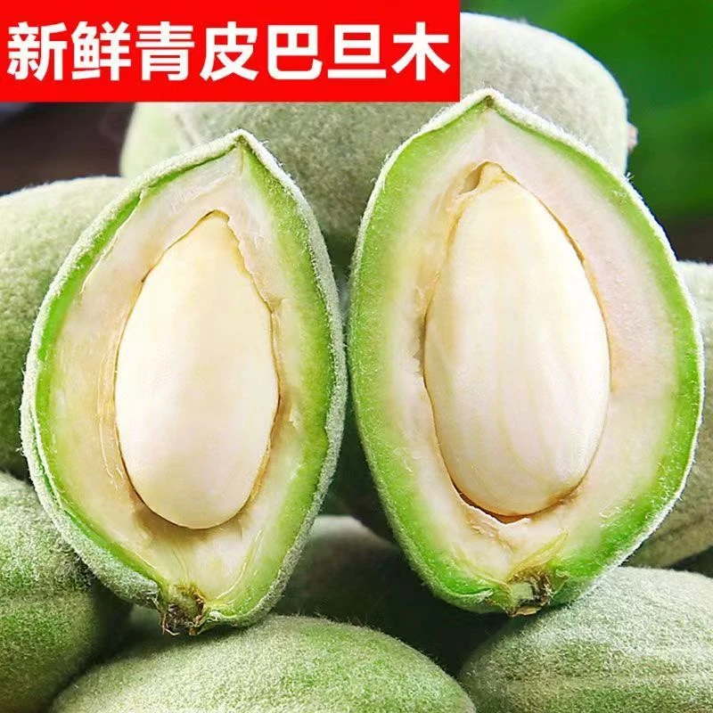 【顺丰包邮】河南优质新鲜青皮巴旦木当季大杏仁现摘现发5斤3斤1斤