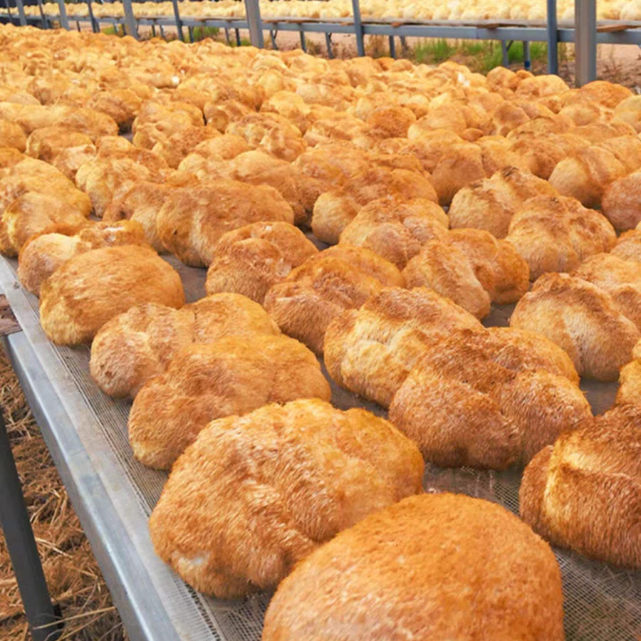 东北猴头菇干货无添加100克*2袋