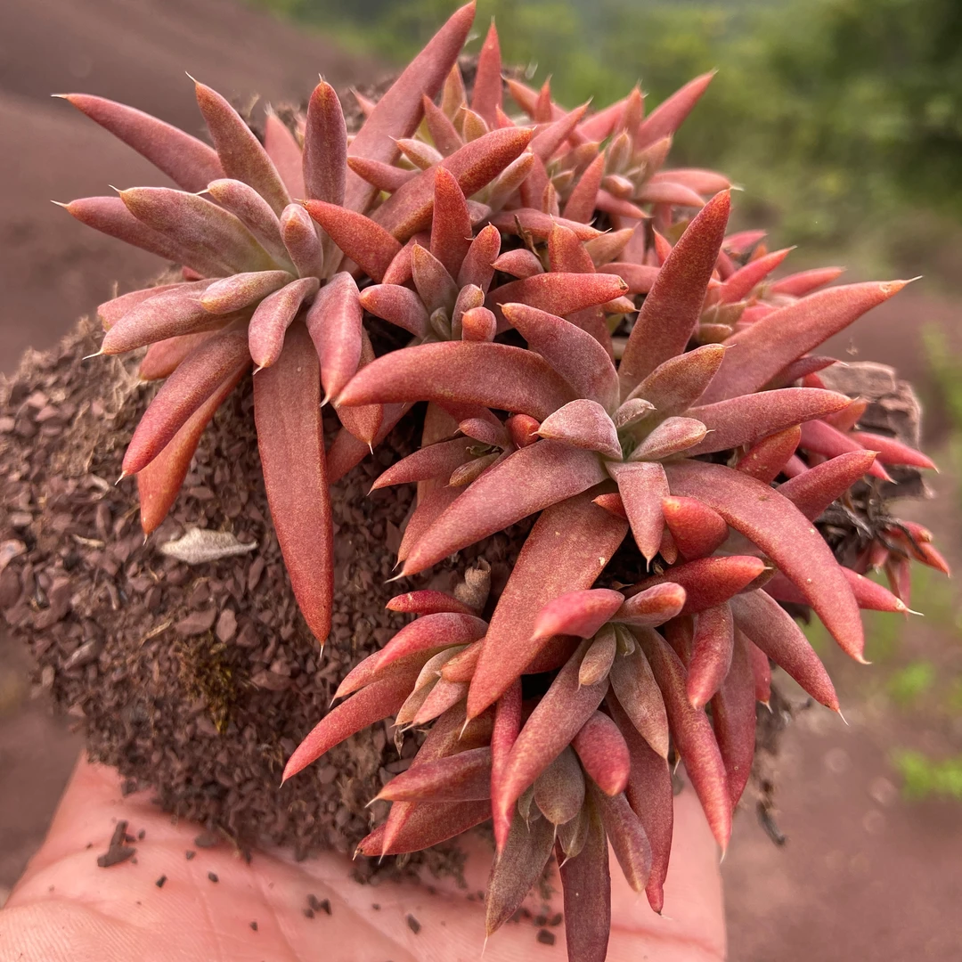 户外野采原生多肉植物微景观盆栽观赏植物拇指盆景【一物一拍】