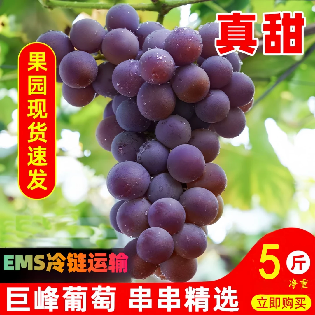 巨峰葡萄新鲜5/8斤大果浦农家大葡萄孕妇夏季水果包邮非夏黑葡萄