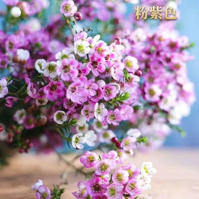 澳洲腊梅白色云南基地直发真花客厅摆设水培花卉室内水养年宵批发