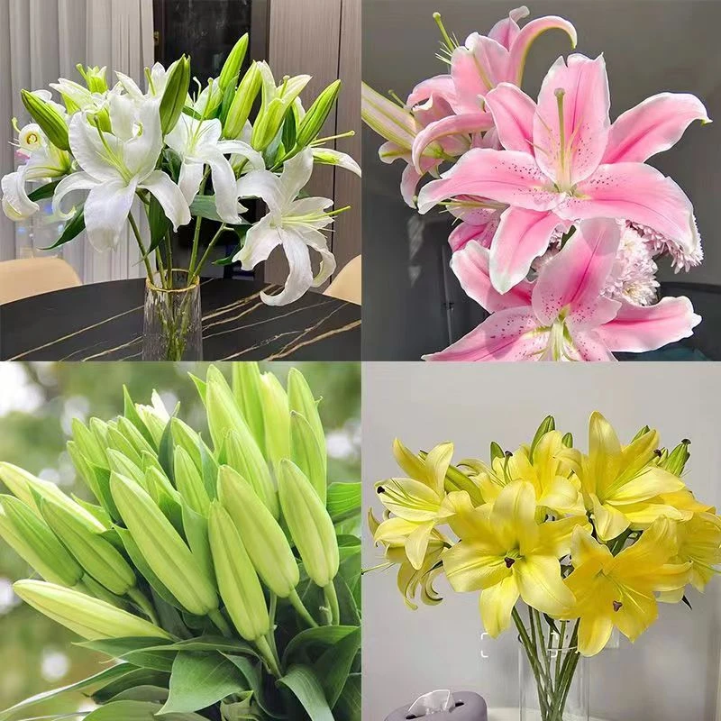 基地直发百合花云南香水百合花鲜花花束水养鲜切花批发家用