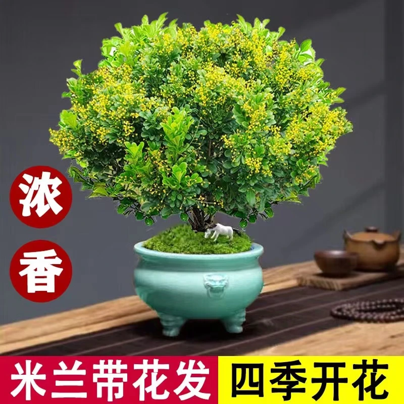 米兰花盆栽花卉绿植室内老桩带花苞四季开花好养驱蚊植物造景树苗