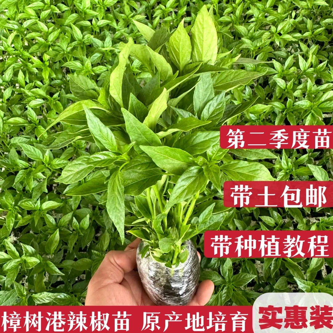 樟树港辣椒苗 原产地培育 地栽 楼顶阳台盆栽种植辣椒苗包邮