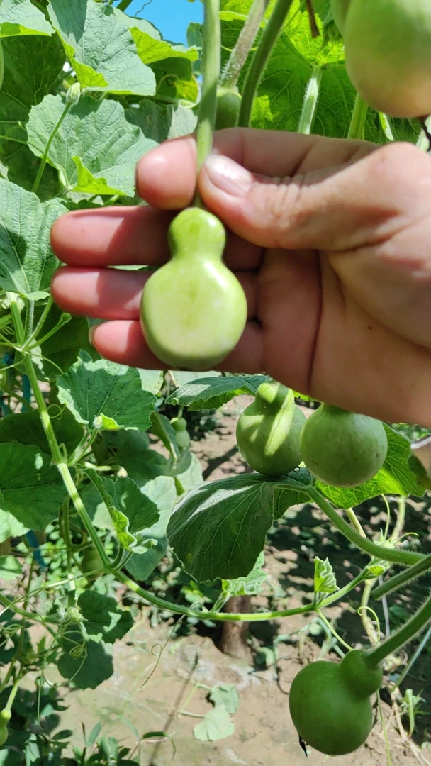 精品瓶子加扁葫芦（图片仅供参考，以直播间选购为准）