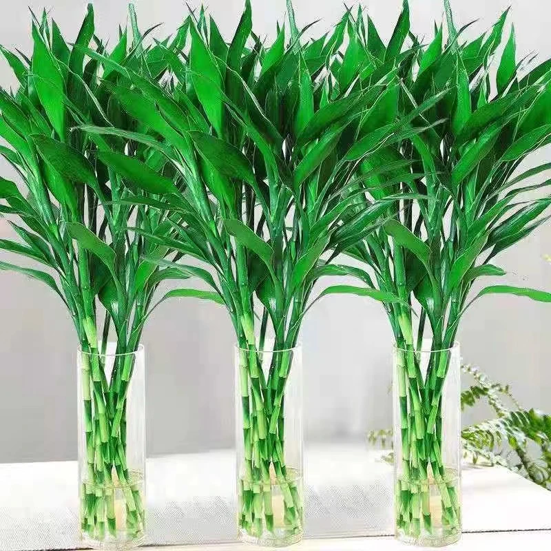 富贵竹水养客厅水培植物粗枝转运竹绿植盆栽室内净化空气