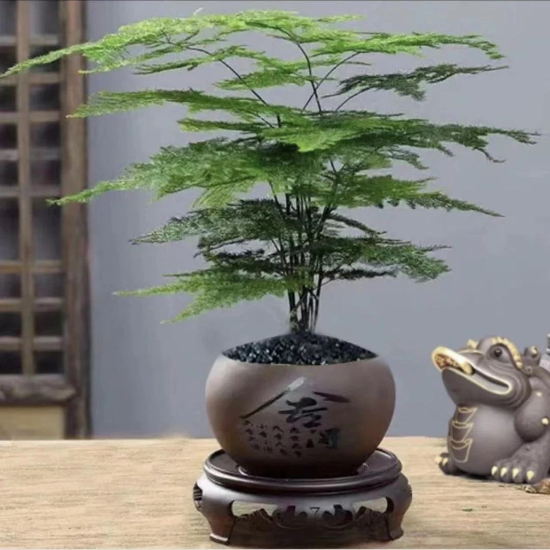 【舍得】文竹盆栽植物室内进化空气办公室室内花卉盆栽好养四季常青