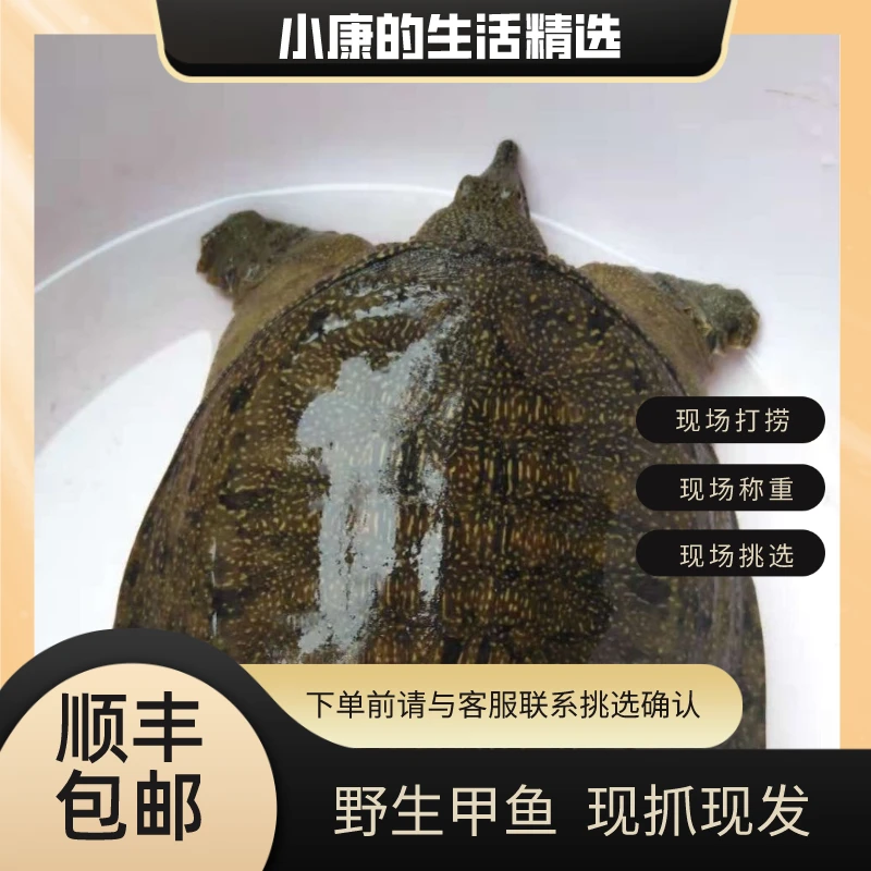 湖北农村土甲鱼土货新鲜冷链包邮活物发货可红烧可煲汤户外野货