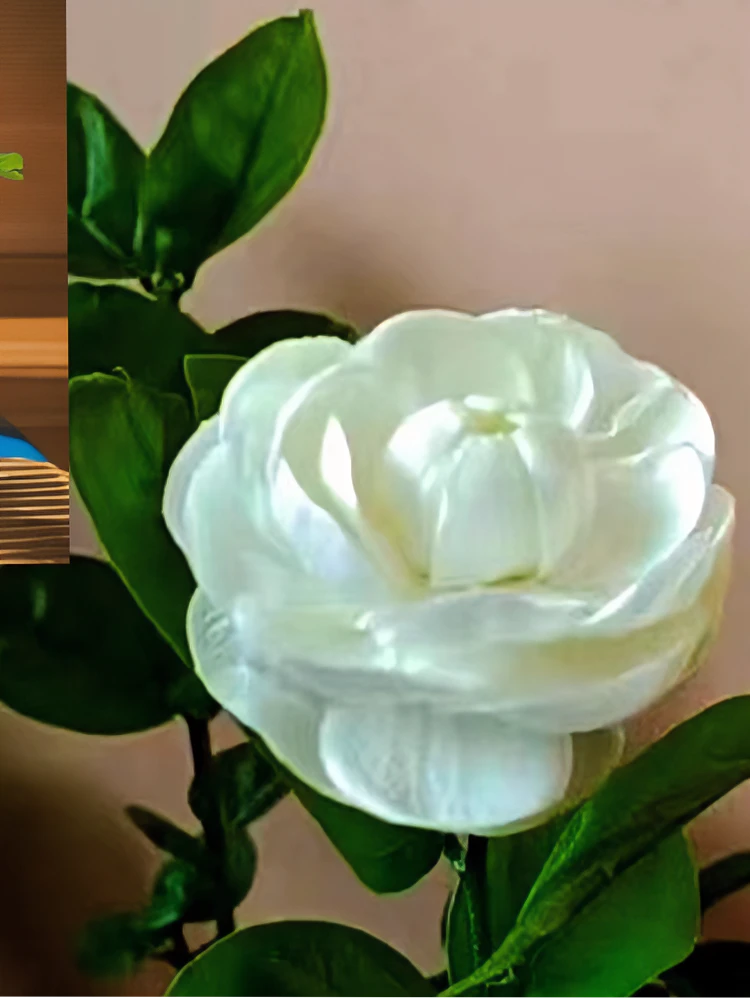 圆叶宝珠苿莉花，四月份开花