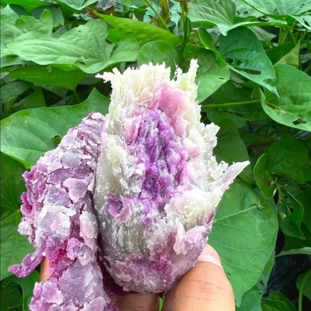 广东沙地冰淇淋红薯一点红番薯粉糯香甜新鲜挖净重发货3/5/9斤