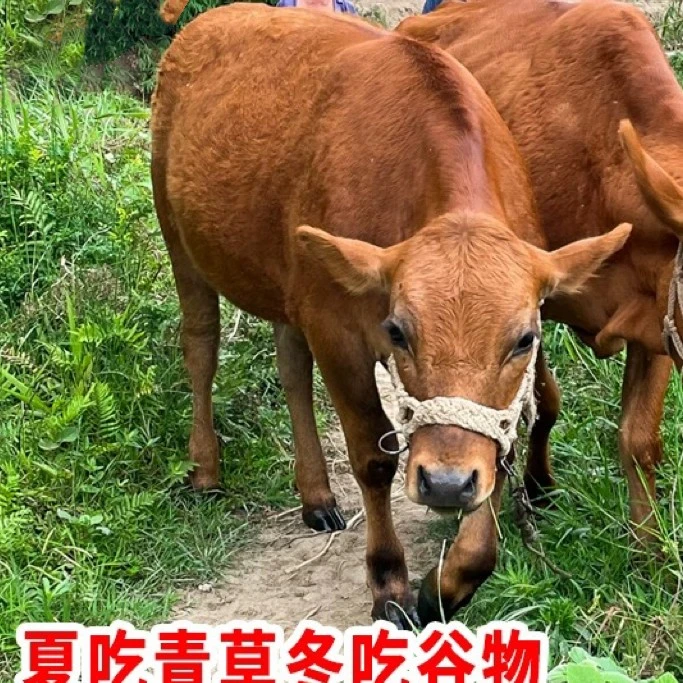 襄阳谷城农家散养黄牛腿肉不打水现杀原产地顺丰发货