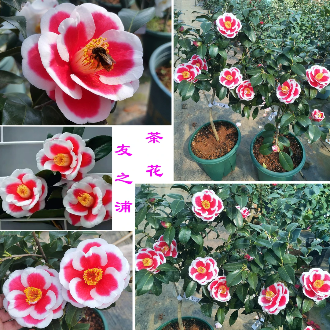 清风园艺 经典日系茶花/友之浦扦插小苗/中苗/大苗 精致型品种