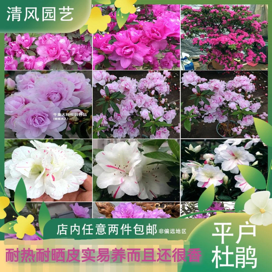 清风园艺 平户杜鹃/皋月杜鹃 千重大紫/千重大粉/岸牡丹 庭院花卉