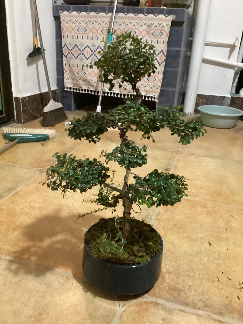 博兰盆景—小品链接下单改价
