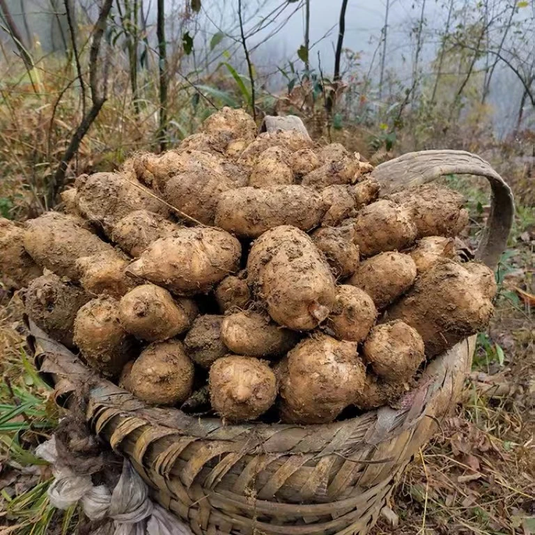 云南昭通小草坝新鲜乌天麻深山带土原产地发货