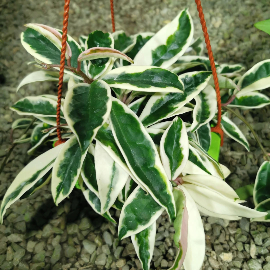 克林克锦球兰爬藤攀援植物四季开花盆栽