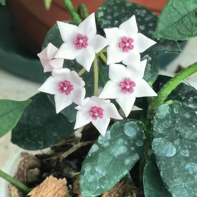 石生球兰爬藤攀援植物四季开花盆栽