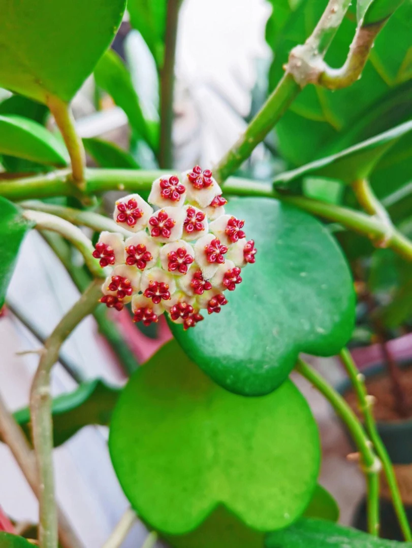 心叶球兰爬藤攀援植物四季开花盆栽