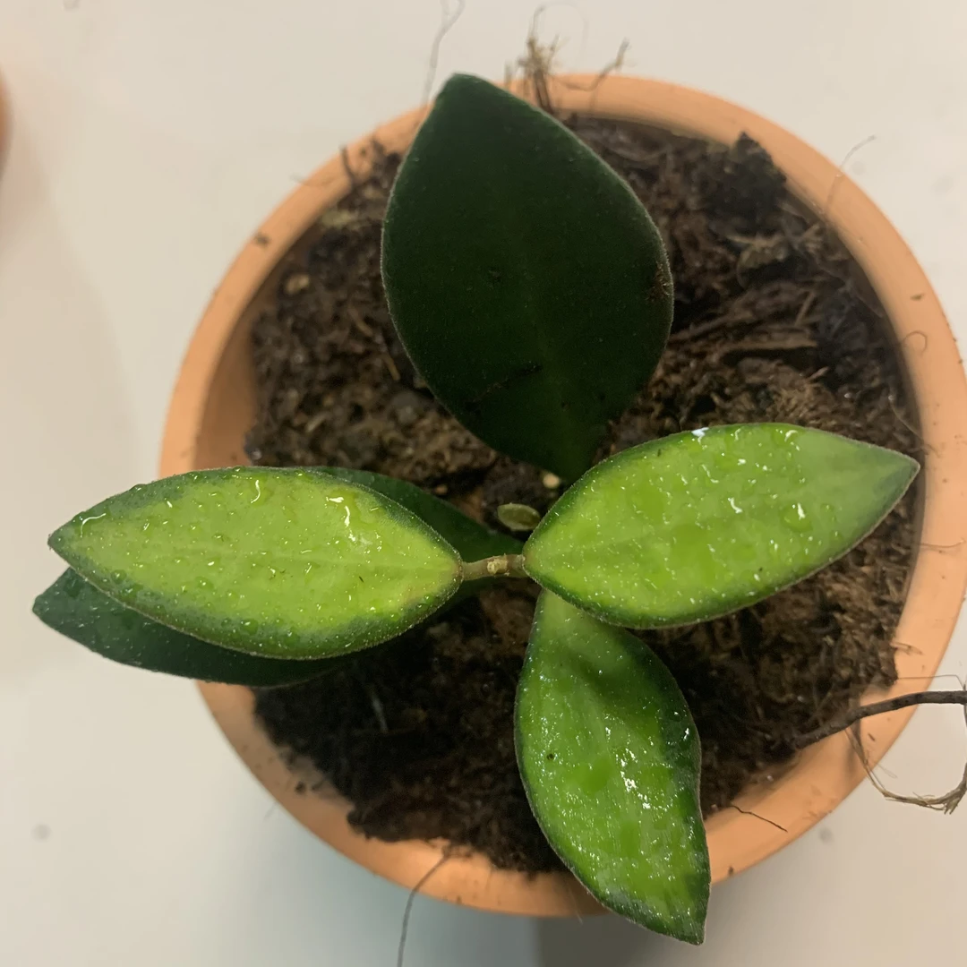 潵球兰内锦盆栽 Hoya tsangii variegated