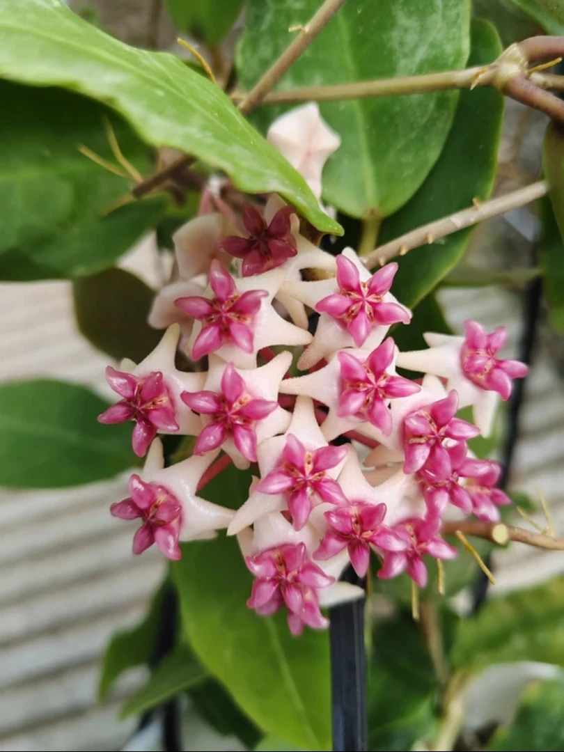 帕特里夏爬藤攀援植物四季开花盆栽
