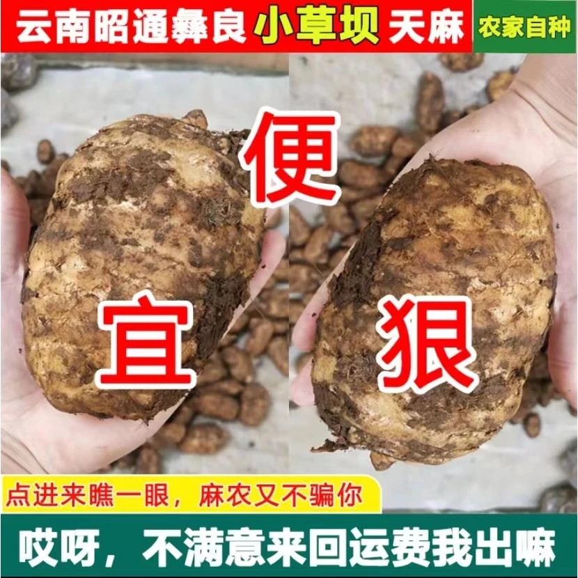 正宗云南昭通彝良小草坝野生新鲜天麻1斤原产地现挖特级批发包邮