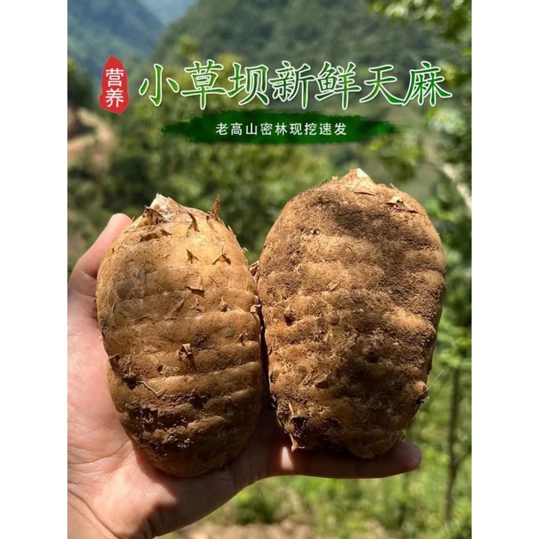 2023【昭通小草坝天麻】云南新鲜天麻正宗高海拔乌天麻炖汤佳品1斤