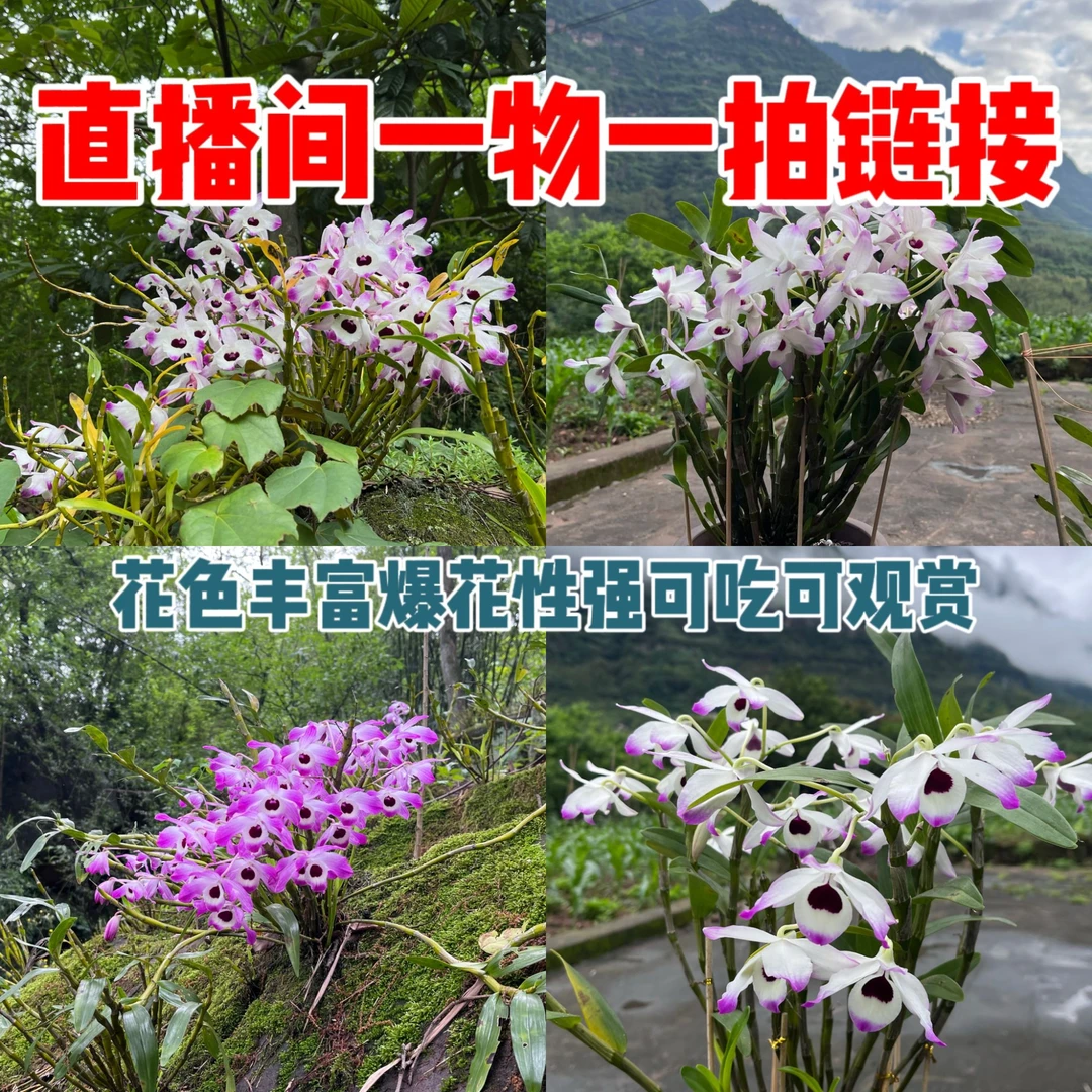 正宗赤水 金钗石斛 绿植花卉石斛苗  客厅阳台（直播间一物一拍）