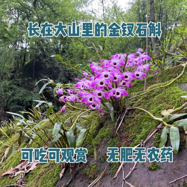 正宗贵州赤水 金钗石斛 绿植花卉石斛苗  栽培发货种植 客厅阳台