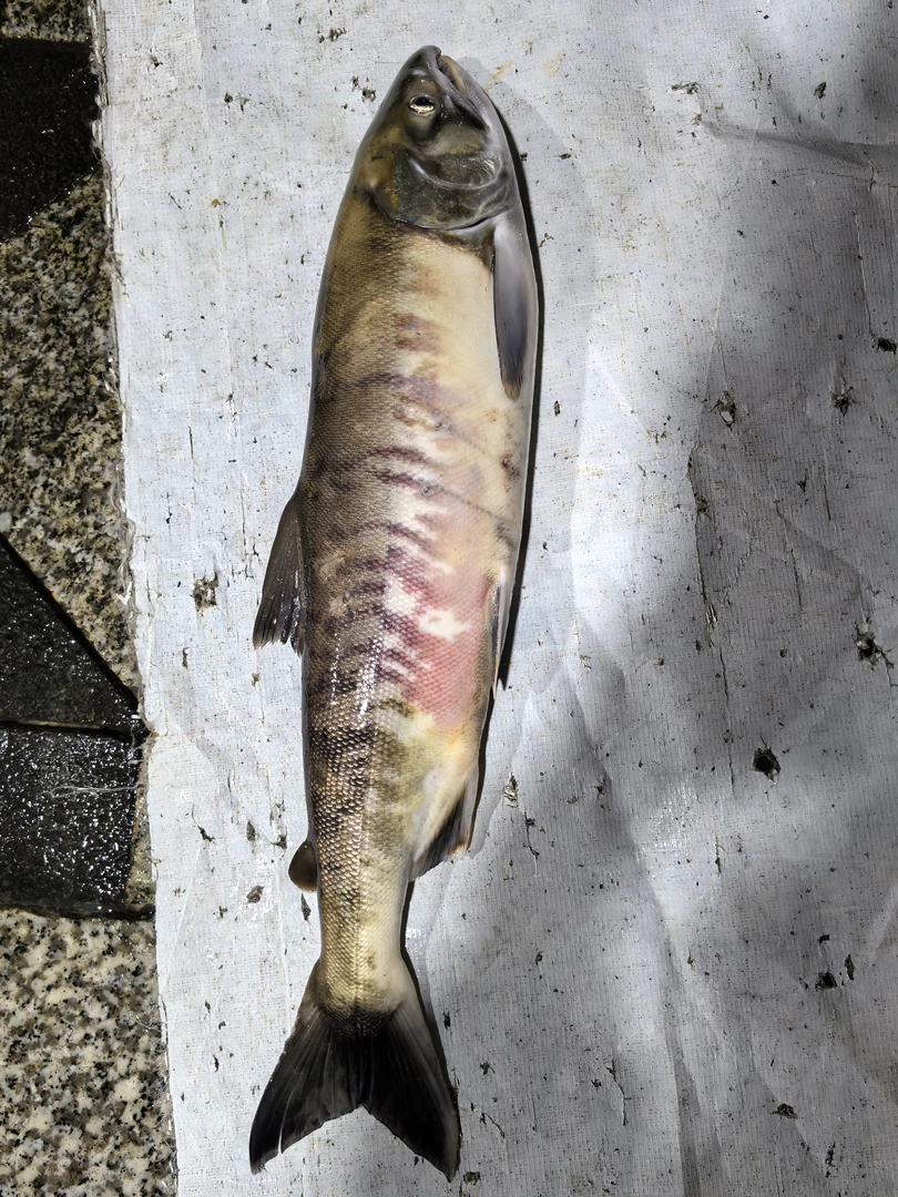 乌苏里江大马哈鱼