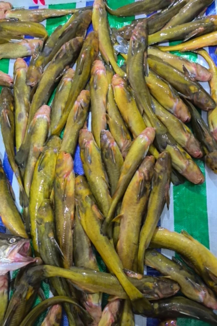 乌苏里江野生牛尾巴鱼