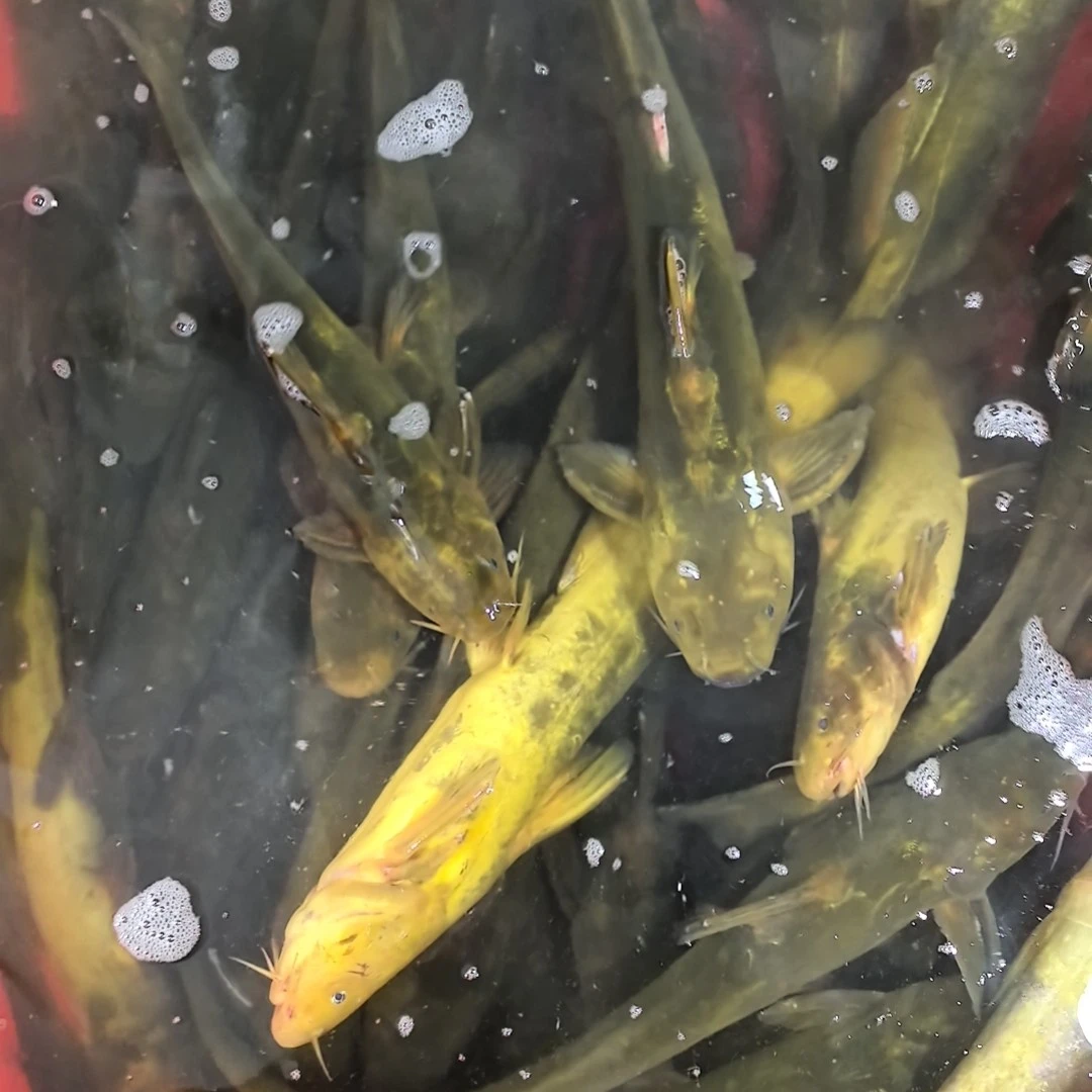 乌苏里江野生嘎牙子鱼